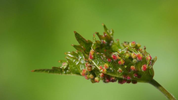 Phylloxera Vebası ve İskoç Viski’sinin Yükselişi:
